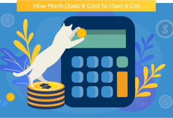 How Much Does It Cost To Have A Cat
